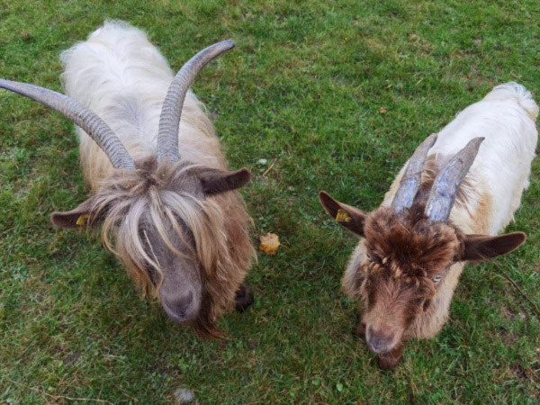 Bad Zurzach - Tierpark