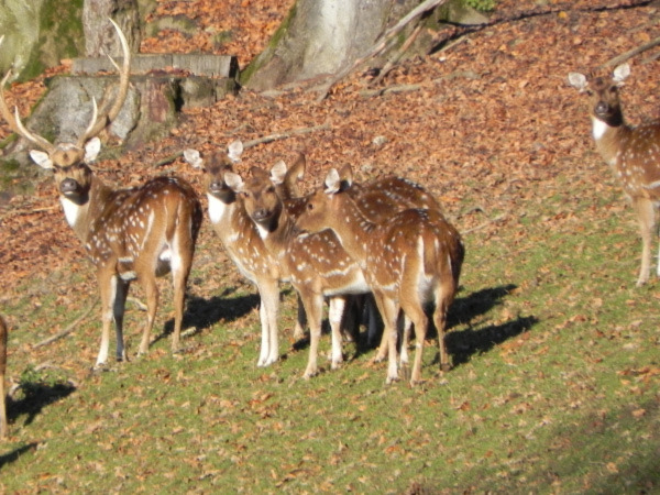 Aarau - Wildpark Roggenhausen